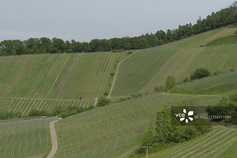 德国巴登-符腾堡州海尔布隆地区的洛文施泰因周围的葡萄园景观，洛文施泰因山脉，施瓦比-弗兰肯森林自然公园，海尔布隆-弗兰肯，欧洲图片素材