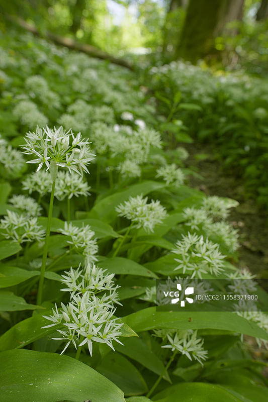 野蒜(Allium ursinum),野生蔬菜,施瓦本-弗兰肯森林自然公园,春季,五月,施韦比希哈尔,科赫谷,科赫,霍恩洛厄,海尔布隆-弗兰肯,巴登-符腾堡,德国,欧洲图片素材