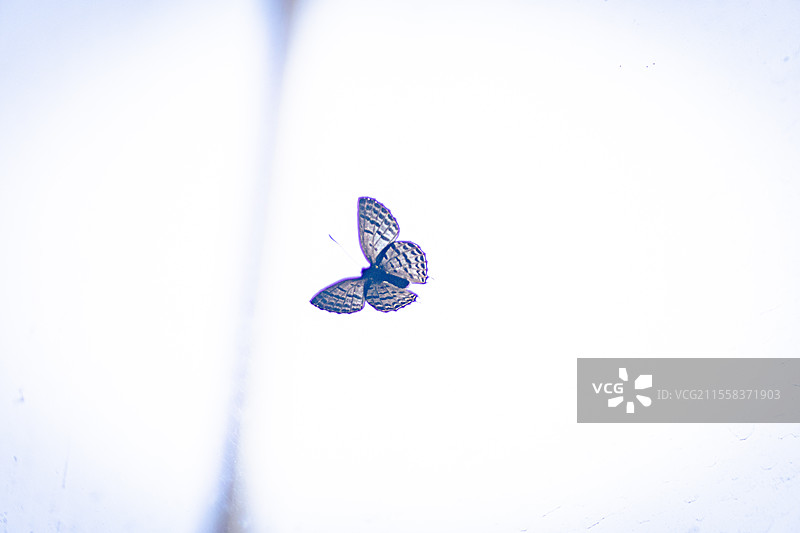 窗户上的蝴蝶6K素材图片素材