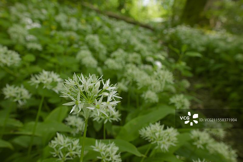 野蒜(Allium ursinum),野生蔬菜,施瓦本-弗兰肯森林自然公园,春季,五月,施韦比希哈尔,科赫谷,科赫,霍恩洛厄,海尔布隆-弗兰肯,巴登-符腾堡,德国,欧洲图片素材