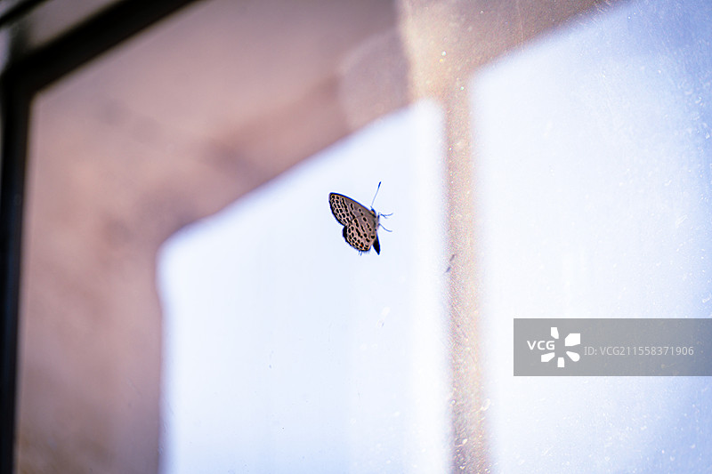 窗户上的蝴蝶6K素材图片素材