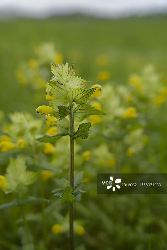 铃兰(Rhinanthus),施瓦比-弗兰肯森林自然公园的花卉草甸,春季,五月,施韦比希哈尔,霍恩洛厄,海尔布隆-弗兰肯,巴登-符腾堡,德国,欧洲图片素材