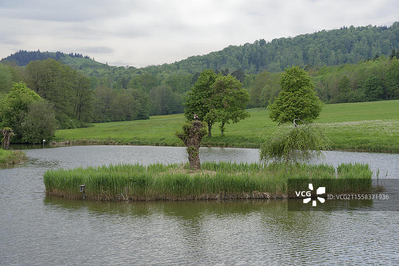 鱼类繁殖池中的岛屿,埃及雁,苍鹰,池塘,鱼塘,池塘,施瓦本霍尔,施瓦本-弗兰肯森林自然公园,霍恩洛厄,海尔布隆-弗兰肯,巴登-符腾堡,德国,欧洲图片素材
