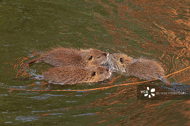 三只幼年海狸鼠（Myocastor coypus）在水中互相碰触鼻子，威尔海姆斯堡，汉堡，德国，欧洲图片素材