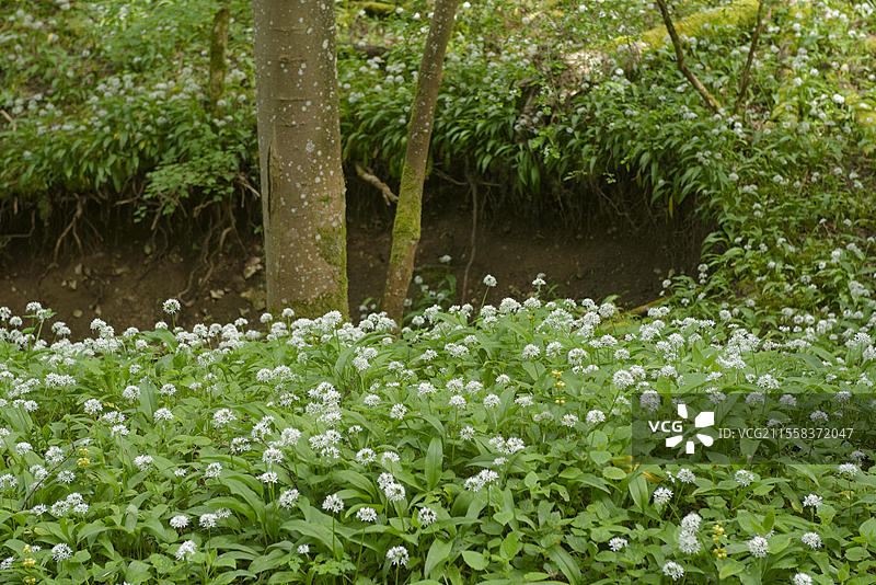 库普费塔尔的野蒜盛开，诺伊费尔斯，诺伊恩施泰因-诺伊费尔斯，徒步旅行，休闲，自然，铜，五月，春天，野菜，霍恩洛厄，海尔布隆-弗兰肯，巴登-符腾堡，德国，欧洲图片素材
