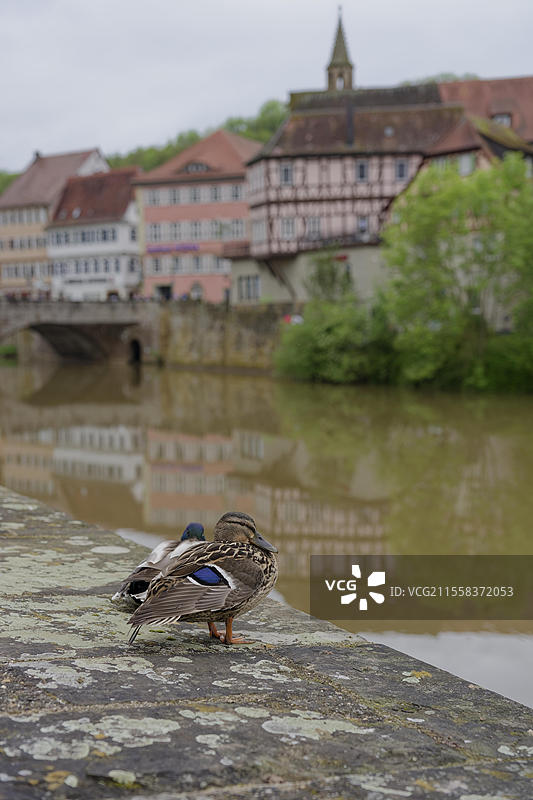墙上的野鸭（Anas platyrhynchos），科赫尔，科赫尔谷，施瓦比施哈勒，霍恩洛赫，海尔布隆-弗兰肯，巴登-符腾堡，德国，欧洲图片素材