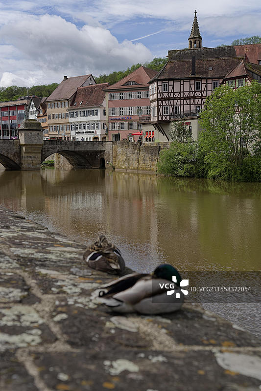 墙上的野鸭(Anas platyrhynchos),科赫尔,科赫尔谷,施韦比什哈勒,霍恩洛赫,海尔布隆-弗兰肯,巴登-符腾堡,德国,欧洲图片素材