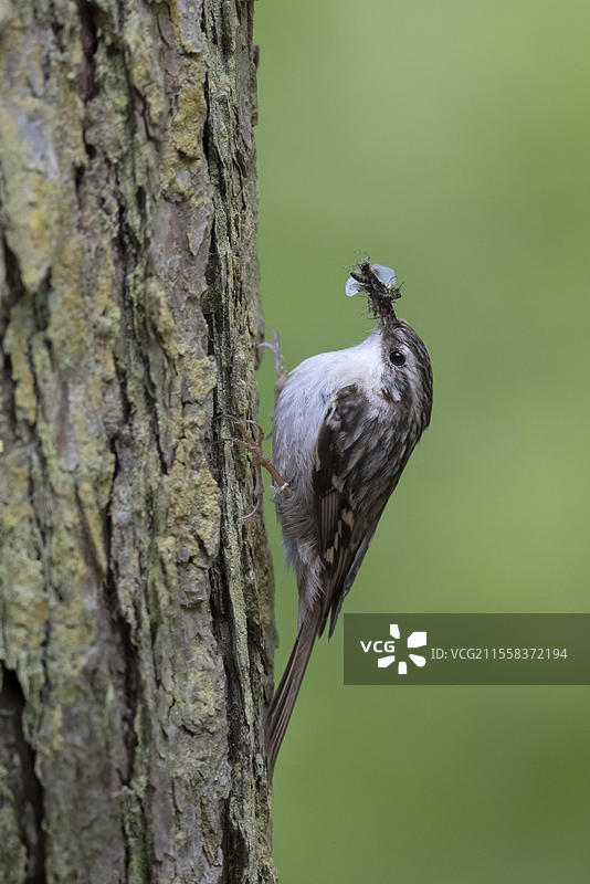 短趾树皮雀（Certhia brachydactyla），德国莱茵兰-普法尔茨州维特利希，欧洲图片素材