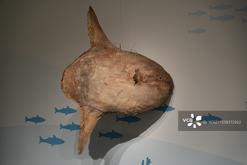 翻车鲀标本图片素材