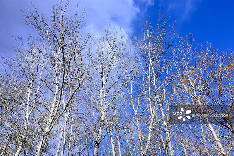 春天的白桦树Silver Birch in Spring图片素材