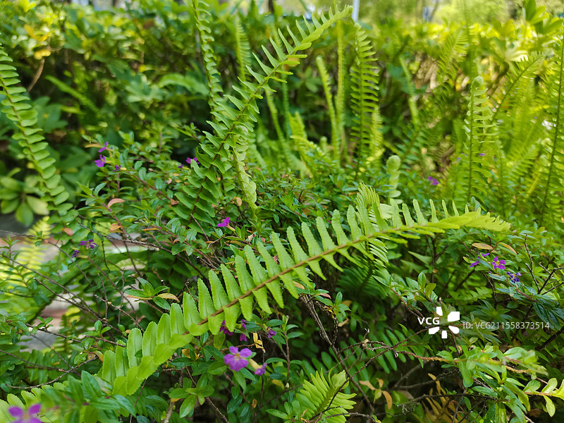 绿色植物的小世界—蕨类植物图片素材