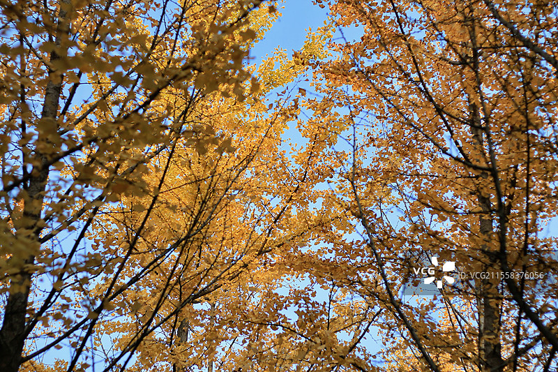 银杏叶图片素材