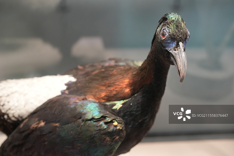 绿尾虹雉标本图片素材