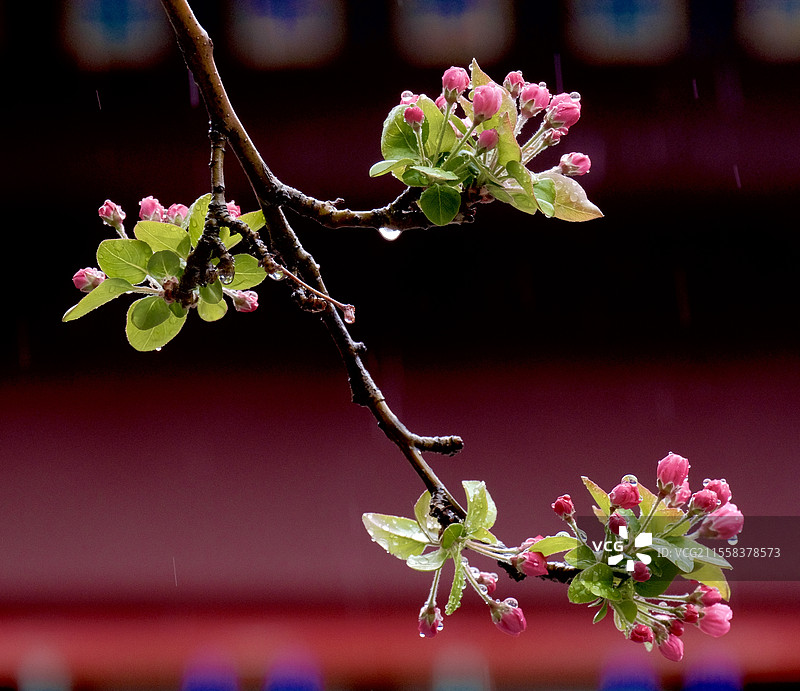 周邓纪念馆雨雪中的西府海棠图片素材