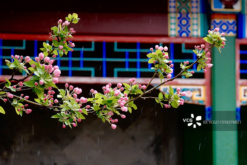 天津周邓纪念馆一树海棠图片素材