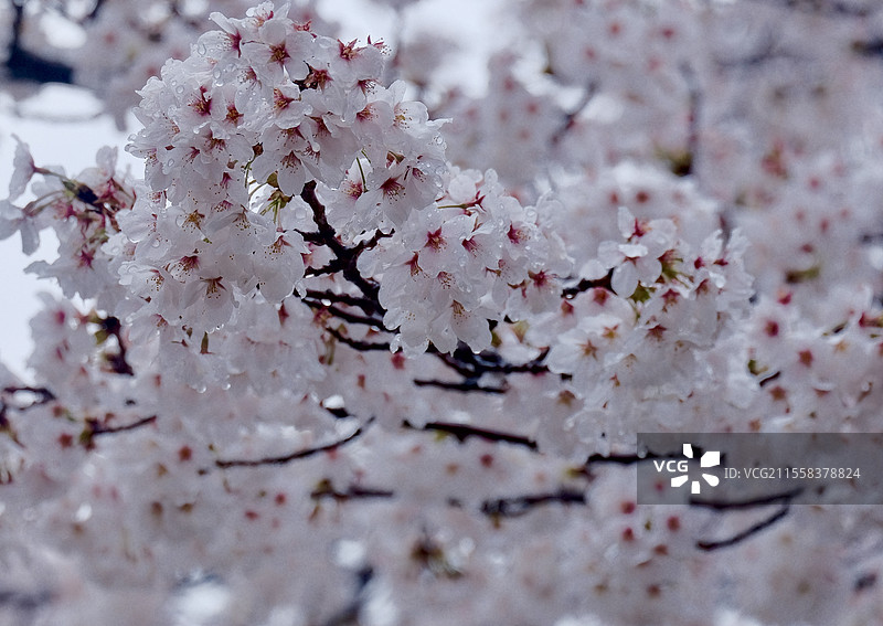 周邓纪念馆吉野樱樱花图片素材