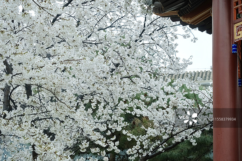天津周邓纪念馆樱花图片素材