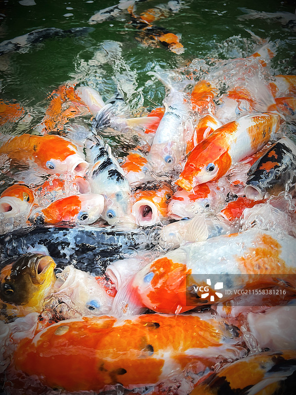 锦鱼开口图片素材