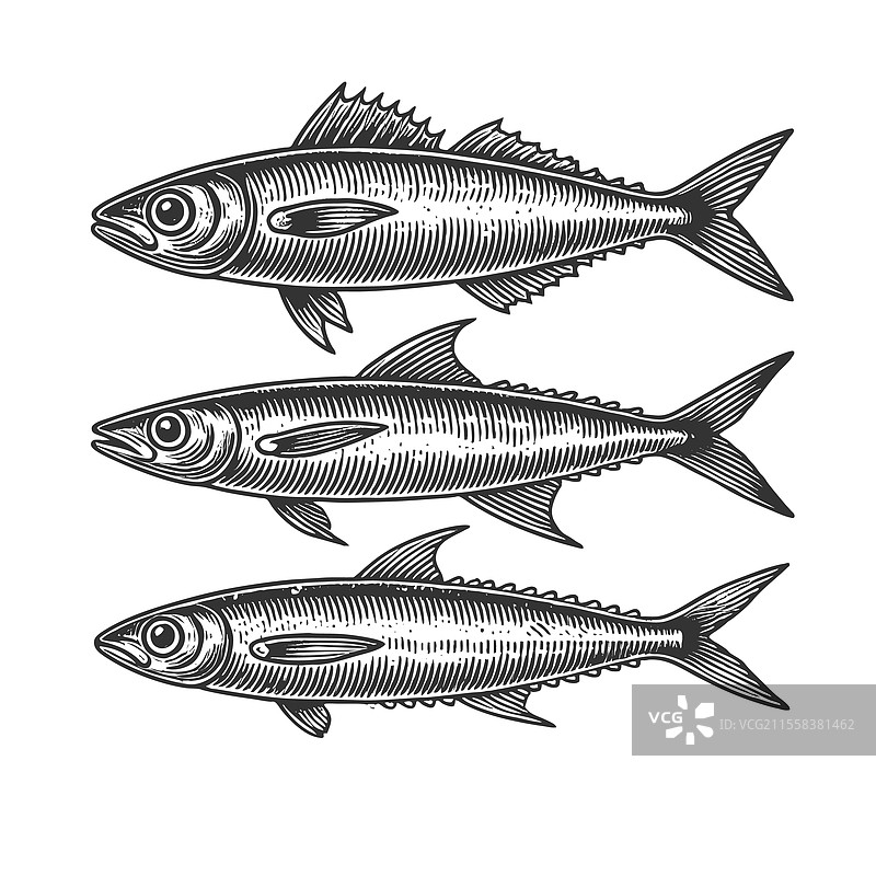 三条凤尾鱼的雕刻图片素材