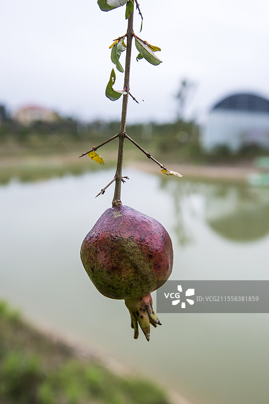 红色的石榴果实图片素材