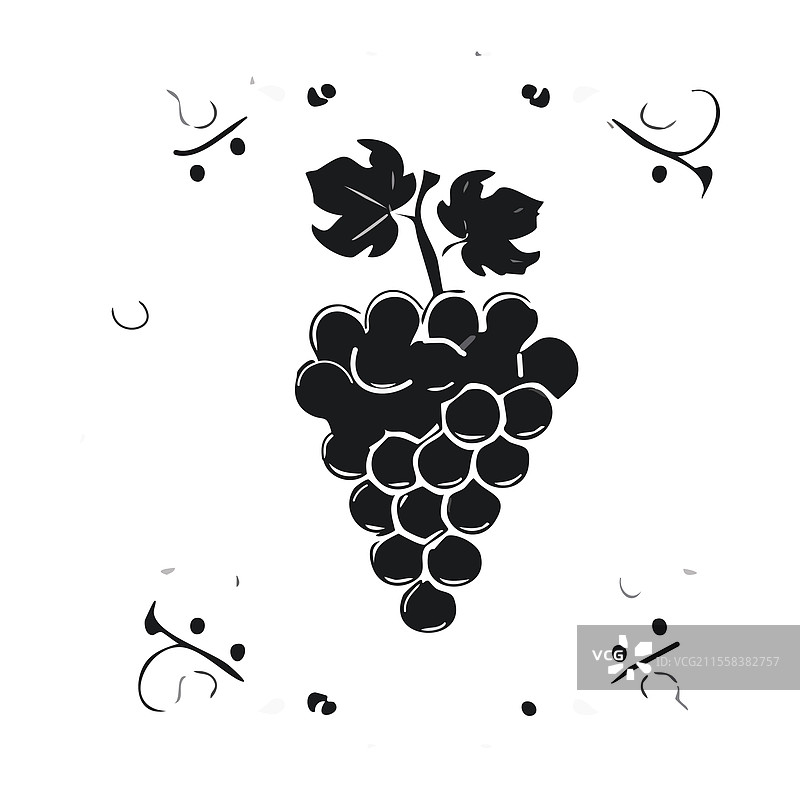 黑葡萄与叶子在白色背景上孤立展示图片素材