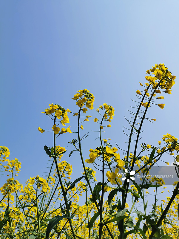 江夏安山油菜花图片素材