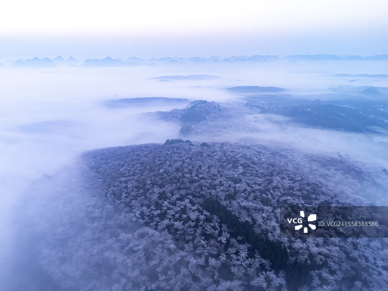 航拍清晨云雾中的贵安樱花图片素材