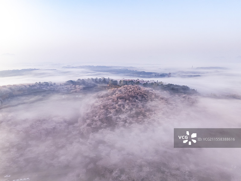 航拍清晨云雾中的贵安樱花图片素材