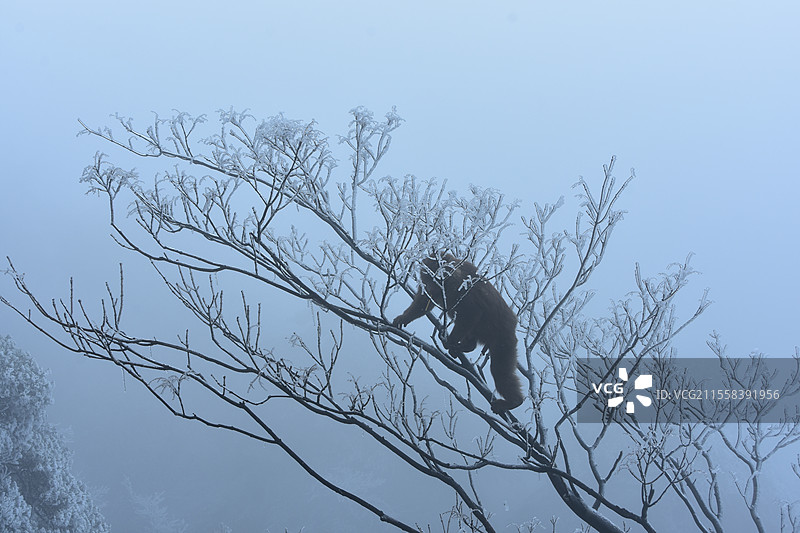 黄山短尾猴图片素材
