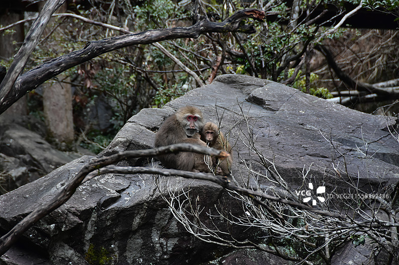 黄山短尾猴图片素材
