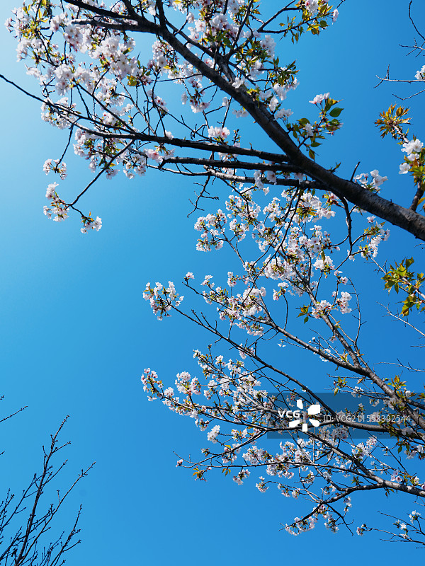 成都明媚阳光下的樱花图片素材