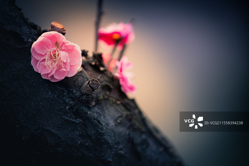 杭州青山湖洪村的高峰塆梅花谷。从老树干上开出的梅花。图片素材