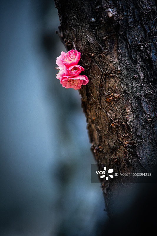 杭州青山湖洪村的高峰塆梅花谷。从老树干上开出的梅花图片素材