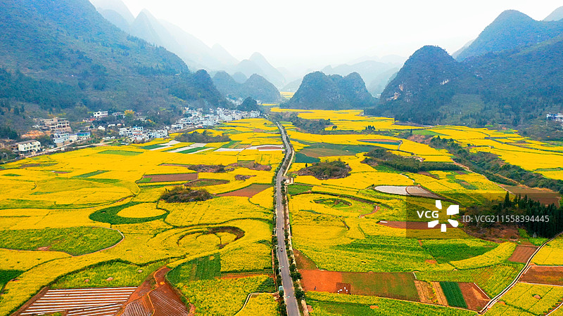 万峰林油菜花海里的乡村路图片素材