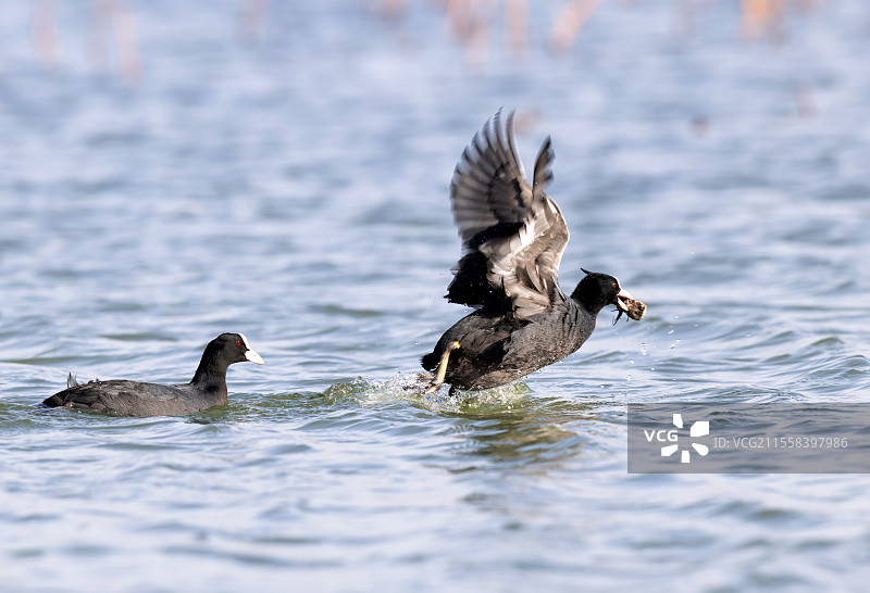 白骨顶《捷足先登》Eurasian Coot图片素材