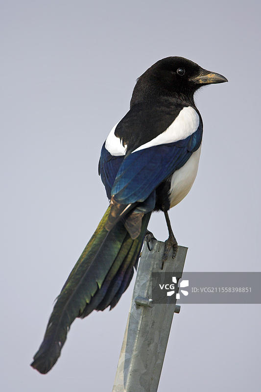 欧洲喜鹊（Pica pica），巴瓦尔德喜鹊，乌拉卡，德国莱茵兰-普法尔茨州巴德杜尔克海姆区，欧洲图片素材