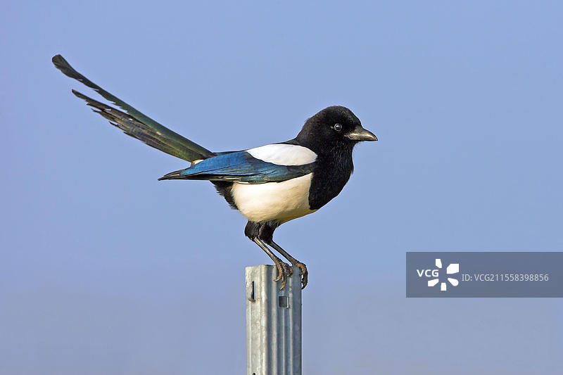 欧洲喜鹊（Pica pica），巴瓦尔德喜鹊，乌拉卡，德国莱茵兰-普法尔茨州巴德杜尔克海姆区，欧洲图片素材
