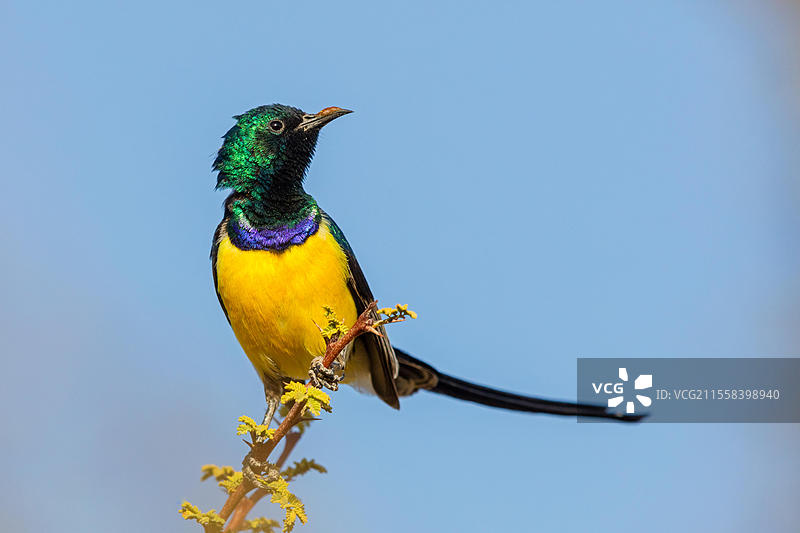 尼罗河谷太阳鸟,金属色太阳鸟,雄性在干燥羽毛中,穆达伊,萨拉拉,杜哈法,阿曼,亚洲图片素材