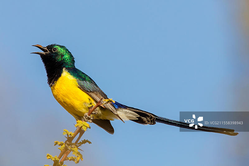 尼罗河谷太阳鸟，金属鸟，雄性羽毛干燥，穆达伊，萨拉拉，杜霍法，阿曼，亚洲图片素材