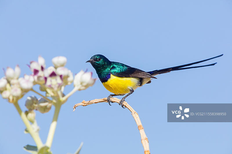 尼罗河谷太阳鸟,金属色太阳鸟,雄性在干燥羽毛中,穆达伊,萨拉拉,杜哈法,阿曼,亚洲图片素材