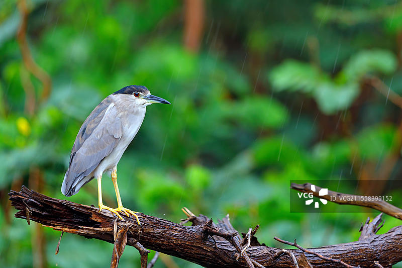 黑冠夜鹭(Nycticorax nycticorax),灰鹭,夜鹭,阿拉伯夜鹭,阿曼,萨拉拉,杜霍法,亚洲图片素材