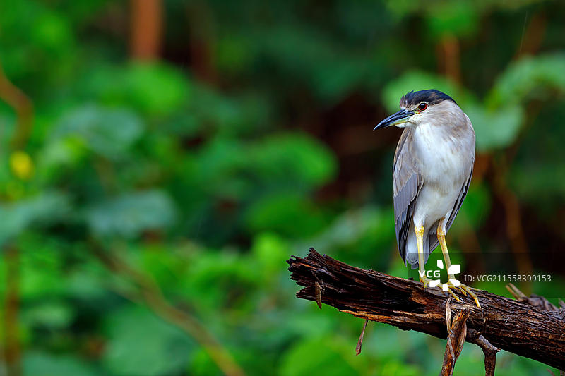 黑冠夜鹭(Nycticorax nycticorax),灰鹭,夜鹭,阿拉伯夜鹭,阿曼,萨拉拉,杜霍法,亚洲图片素材