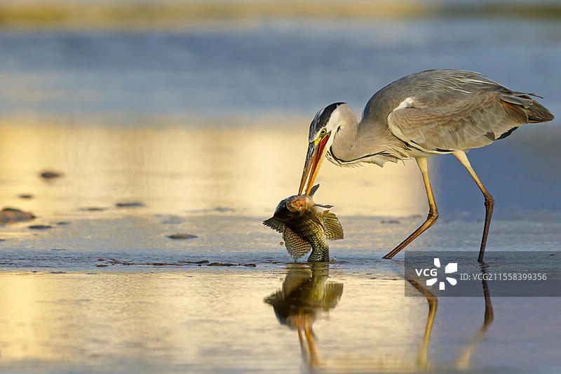 灰鹭（Ardea cinerea），觅食，猎物，鱼，船游，提萨阿尔帕尔，基斯库恩沙国家公园，巴奇-基斯库恩，匈牙利，欧洲图片素材