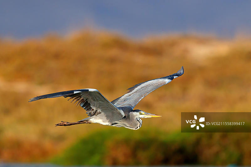 灰鹭（Ardea cinerea），觅食，船游，提萨阿尔帕尔，基斯库尔沙国家公园，巴奇-基斯库恩，匈牙利，欧洲图片素材