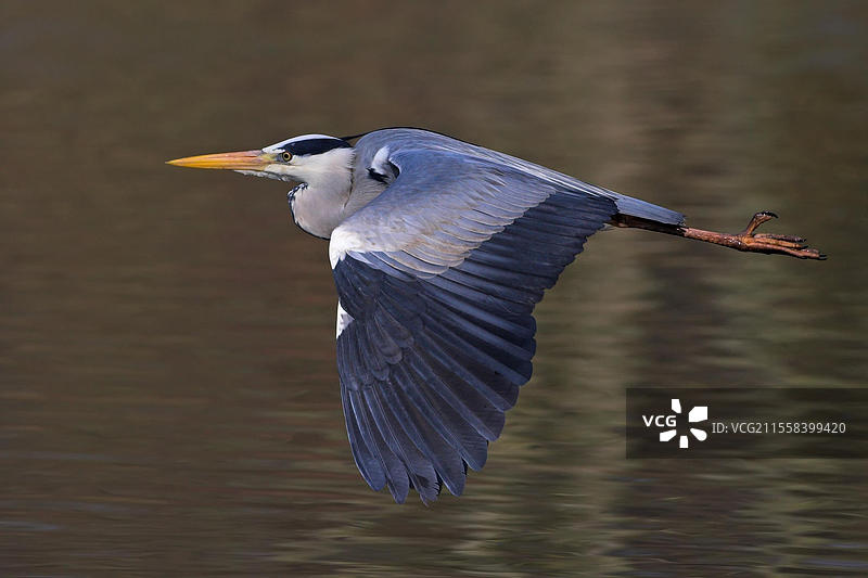 灰鹭（Ardea cinerea），觅食，船游，提萨阿尔帕尔，基斯库尔沙国家公园，巴奇-基斯库恩，匈牙利，欧洲图片素材