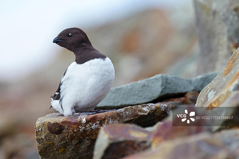 科里鸊鷉，普劳图斯鸊鷉，海雀，小海雀，（小海雀），大西洋海雀，朗伊尔城，斯瓦尔巴群岛/斯匹茨卑尔根，挪威，欧洲图片素材