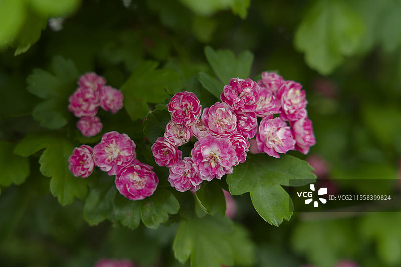 红刺梅(Crataegus laevigata),保罗的猩红,五月,春天,梅因哈特森林,红色,斯瓦比亚-弗兰肯森林自然公园,施韦比希哈尔,霍恩洛厄,海尔布隆-弗兰肯,巴登-符腾堡,德国,欧洲图片素材