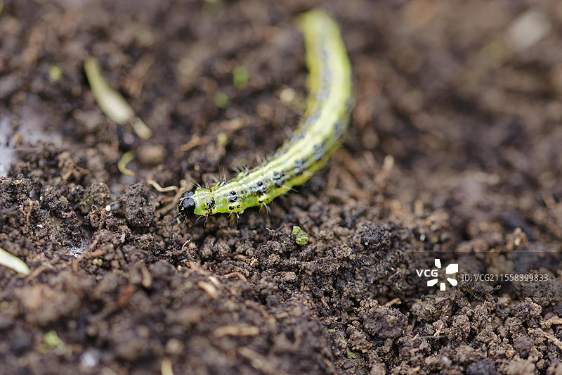 箱树蛾幼虫（Cydalima perspectalis），害虫，花园，箱树，小蝴蝶，蝴蝶，清晰的取食，施韦比希哈尔，霍恩洛厄，海尔布隆-弗兰肯，巴登-符腾堡，德国，欧洲图片素材