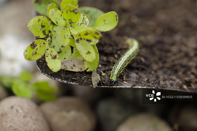 箱树蛾的幼虫(Cydalima perspectalis),害虫,花园,箱树,小蝴蝶,蝴蝶,清晰的取食,施瓦本哈尔,霍恩洛厄,海尔布隆-弗兰肯,巴登-符腾堡,德国,欧洲图片素材