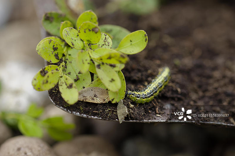 箱树蛾(Cydalima perspectalis)的幼虫,害虫,花园,箱树,小蝴蝶,蝴蝶,清晰的取食,施瓦本哈尔,霍恩洛厄,海尔布隆-弗兰肯,巴登-符腾堡,德国,欧洲图片素材